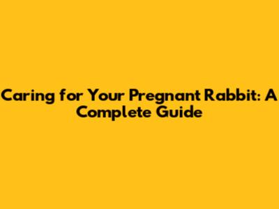 Caring for Your Pregnant Rabbit: A Complete Guide