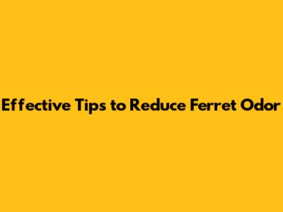 Effective Tips to Reduce Ferret Odor