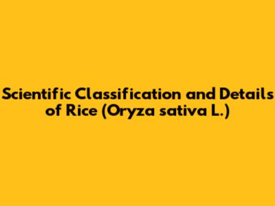Scientific Classification and Details of Rice (Oryza sativa L.)